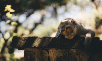 Free Photo of monkey, animal, pet