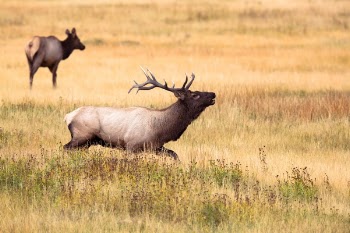 Free Photo of montana, animal, mammal