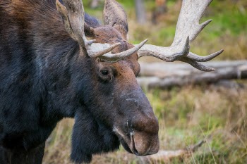 Free Photo of moose, deer, antlers