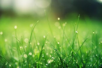 Free Photo of morning, dew, grss