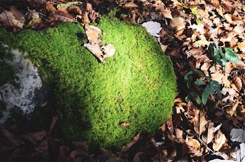 Free Photo of moss, leaves