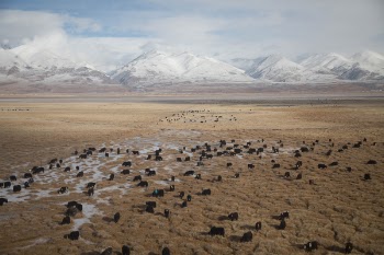 Free Photo of mountain, highland, herd