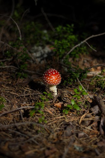 Free Photo of mushroom, fungus, food
