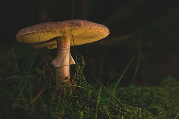 Free Photo of mushroom, fungus, food
