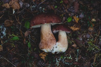 Free Photo of mushroom, fungus, food
