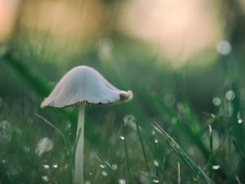 Free Photo of mushroom, grass, plant