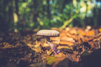 Free Photo of mushroom, growing, forest
