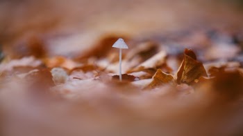 Free Photo of mushroom, outdoor, fungus