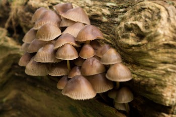 Free Photo of mushrooms, fungi, forest