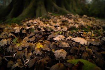 Free Photo of mushrooms, fungi, nature