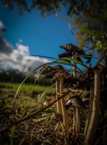 Free Photo of mushrooms, fungus, fungi