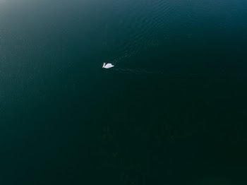 Free Photo of nature, aerial, swan