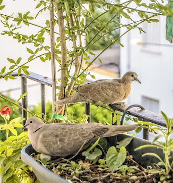 Free Photo of nature, animals, birds