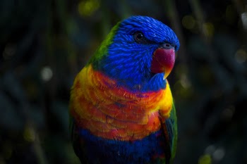 Free Photo of nature, animals, parrot