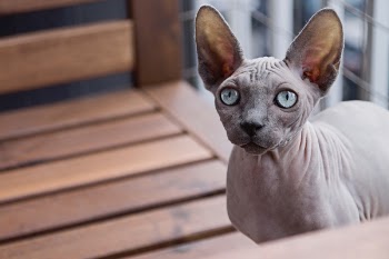Free Photo of nature, animals, pet