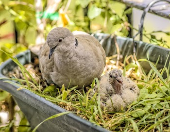 Free Photo of nature, animals, turtledoves