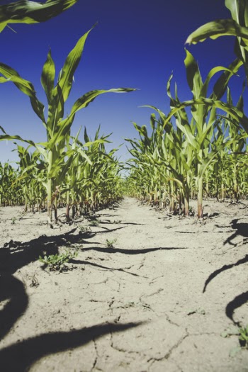 Free Photo of nature, corn, field