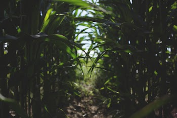 Free Photo of nature, corn, field