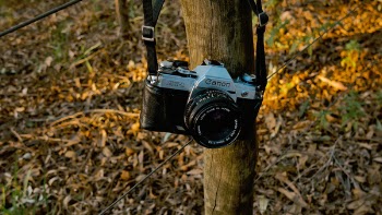 Free Photo of nature, dry, leaves