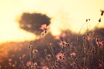 Free Photo of nature, field, wild