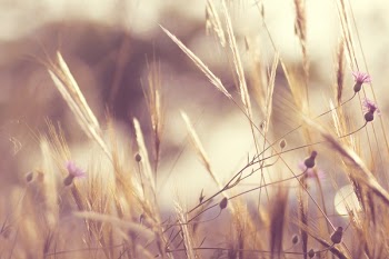 Free Photo of nature, field, wild