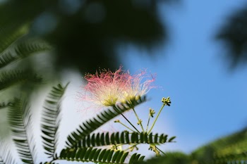 Free Photo of nature, flowers, trees