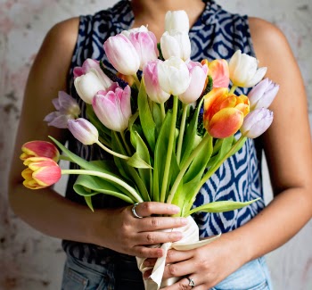 Free Photo of nature, flowers, tulips