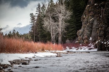 Free Photo of nature, forests, grass