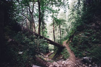 Free Photo of nature, forests, trees