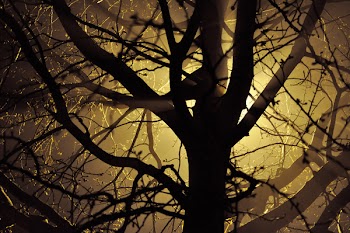 Free Photo of nature, forests, trees