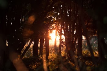 Free Photo of nature, forests, trees