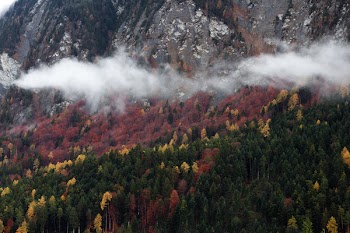 Free Photo of nature, forests, trees