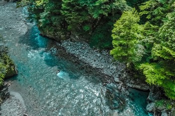 Free Photo of nature, forests, trees