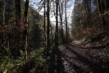 Free Photo of nature, forests, trees