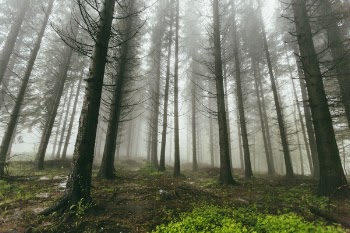 Free Photo of nature, forests, trees
