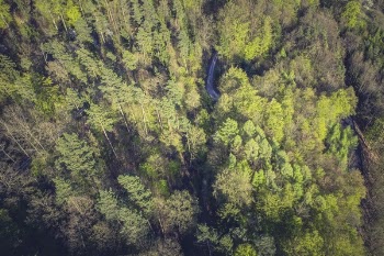 Free Photo of nature, forests, trees
