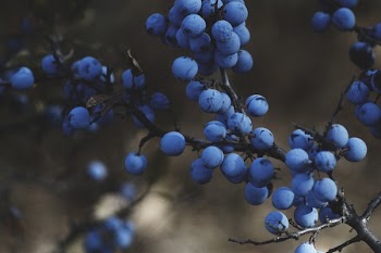 Free Photo of nature, fruits, food