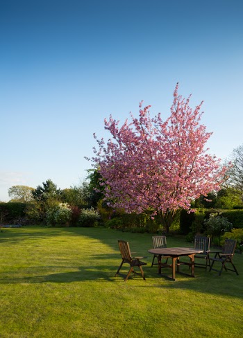 Free Photo of nature, garden, lawn