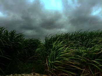 Free Photo of nature, grass, buffalo