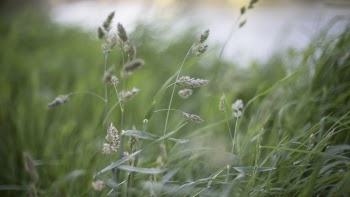 Free Photo of nature, grass, buffalo