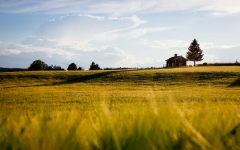 Free Photo of nature, grass, plains