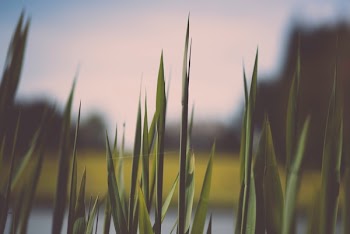 Free Photo of nature, grass, pointed