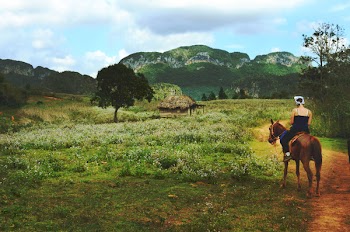 Free Photo of nature, grass, trees