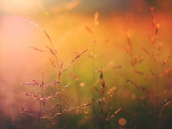 Free Photo of nature, grass, wheat