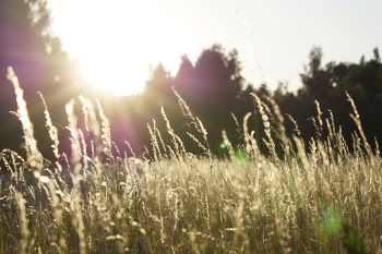 Free Photo of nature, grasslands, plains