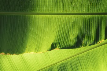 Free Photo of nature, green, leaves
