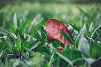 Free Photo of nature, green, plants