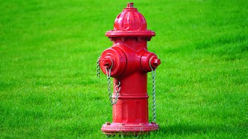 Free Photo of nature, green, red