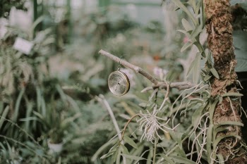 Free Photo of nature, green, trees