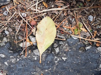 Free Photo of nature, ground, soil